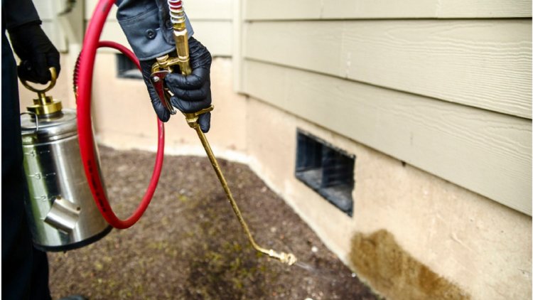Why Is It Hard To Remove Pests In The Summer?