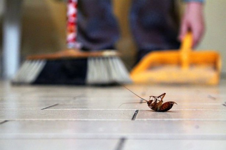 The Best Simple Steps to Keep Homes Pest-Free