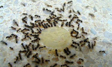 Learn From The Expert The Simple Tricks To Get Rid Of Ants
