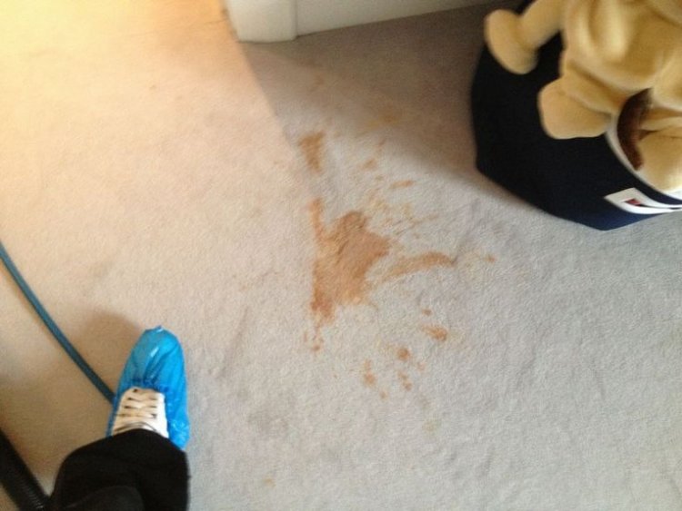 How Can I Get Vomit Stains Out of My Carpet?