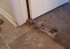 Is It Accurate To Say That You Worry About Having To Repair Your Pricey And Valuable Carpets? Elect Us:
