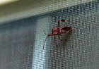 7 Tips to Pest-Proof Your HVAC System