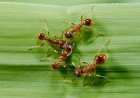 How To Get Rid Of Fire Ants In 4 Steps?