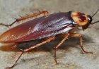 How to Get Rid of Cockroaches