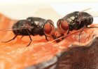 Controlling The Flies Movement In House: Follow These Easy Steps