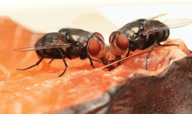 Controlling The Flies Movement In House: Follow These Easy Steps