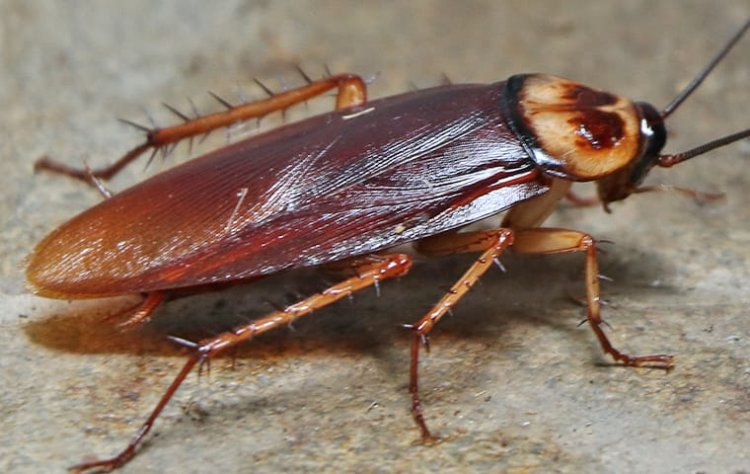 How to Get Rid of Cockroaches