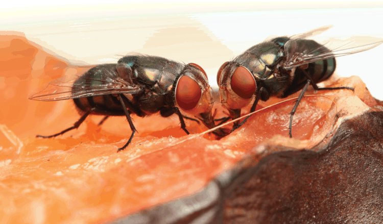Controlling The Flies Movement In House: Follow These Easy Steps