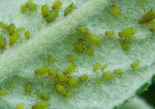 Garden Guardians: Protecting Your Plants from Insects and Pests