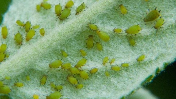 Garden Guardians: Protecting Your Plants from Insects and Pests